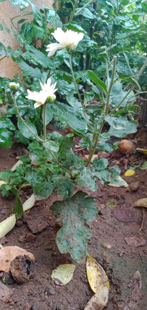 crysanthimum